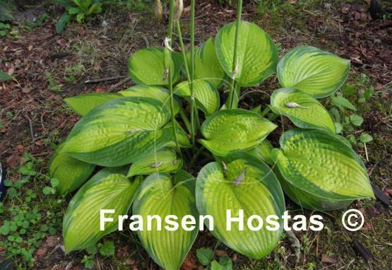 Hosta Winter Vision